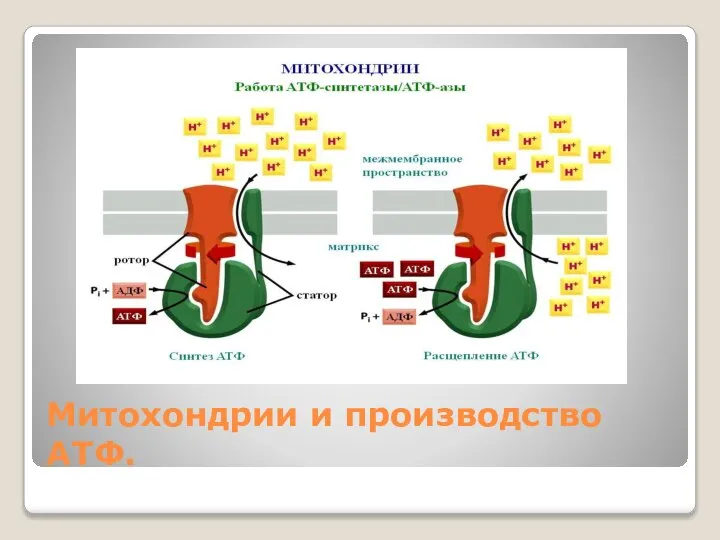 Митохондрии и производство АТФ.