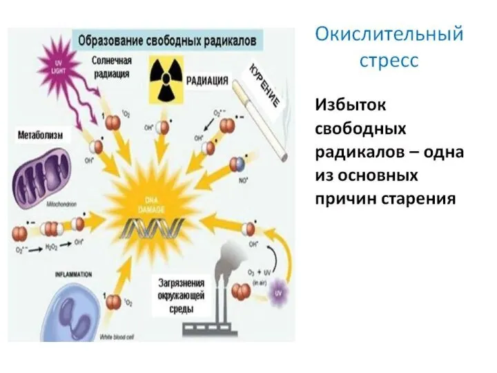 Окислительный стресс.