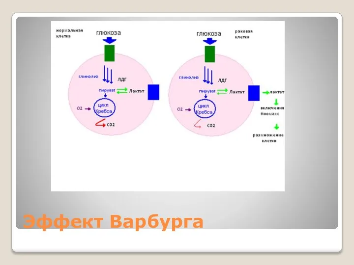 Эффект Варбурга