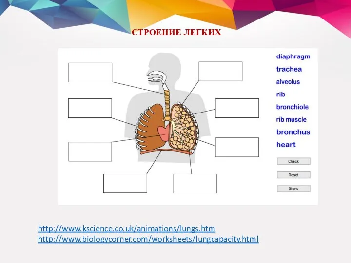 http://www.kscience.co.uk/animations/lungs.htm http://www.biologycorner.com/worksheets/lungcapacity.html СТРОЕНИЕ ЛЕГКИХ