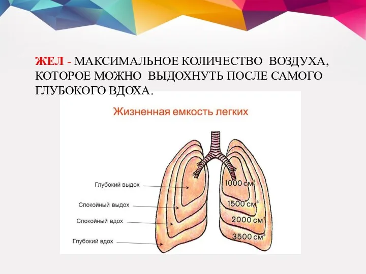 ЖЕЛ - МАКСИМАЛЬНОЕ КОЛИЧЕСТВО ВОЗДУХА, КОТОРОЕ МОЖНО ВЫДОХНУТЬ ПОСЛЕ САМОГО ГЛУБОКОГО ВДОХА.