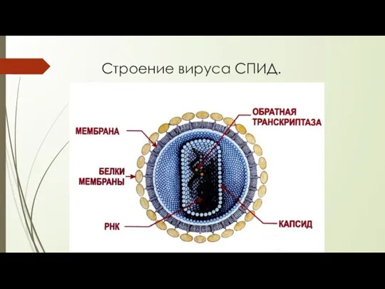 Строение вируса СПИД.