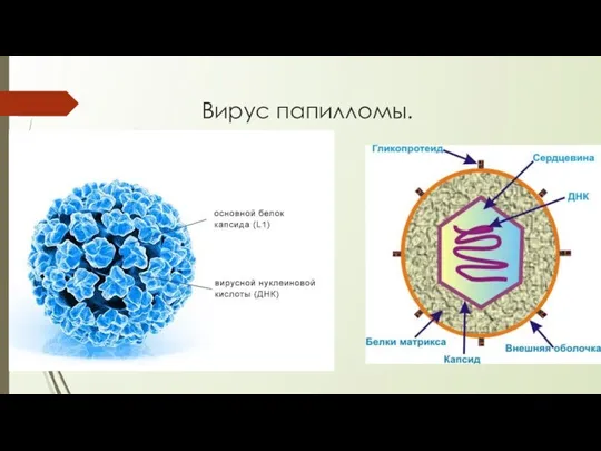 Вирус папилломы.