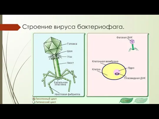 Строение вируса бактериофага.