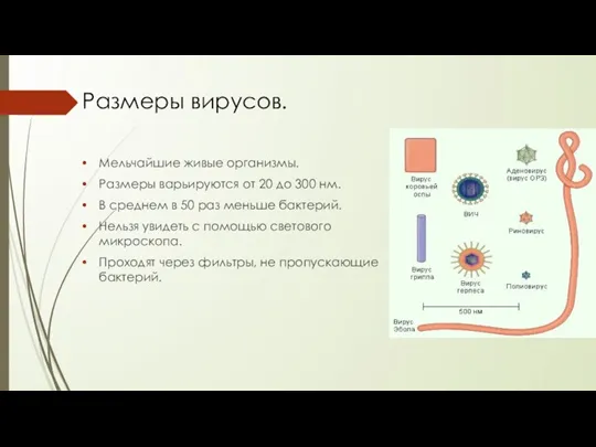 Размеры вирусов. Мельчайшие живые организмы. Размеры варьируются от 20 до 300 нм.