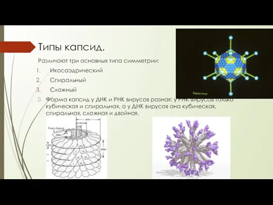 Типы капсид. Различают три основных типа симметрии: Икосаэдрический Спиральный Сложный Форма капсид