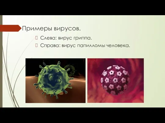 Примеры вирусов. Слева: вирус гриппа. Справа: вирус папилломы человека.