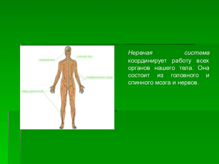 Нервная система координирует работу всех органов нашего тела. Она состоит из головного