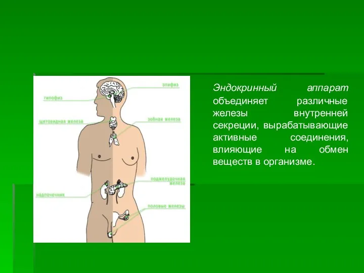 Эндокринный аппарат объединяет различные железы внутренней секреции, вырабатывающие активные соединения, влияющие на обмен веществ в организме.