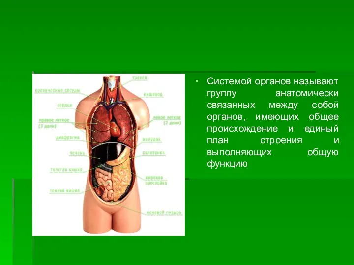 Системой органов называют группу анатомически связанных между собой органов, имеющих общее происхождение