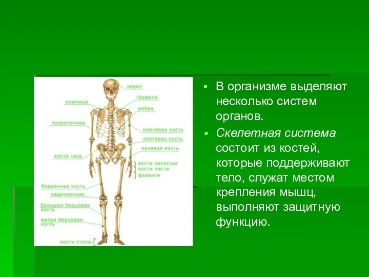 В организме выделяют несколько систем органов. Скелетная система состоит из костей, которые