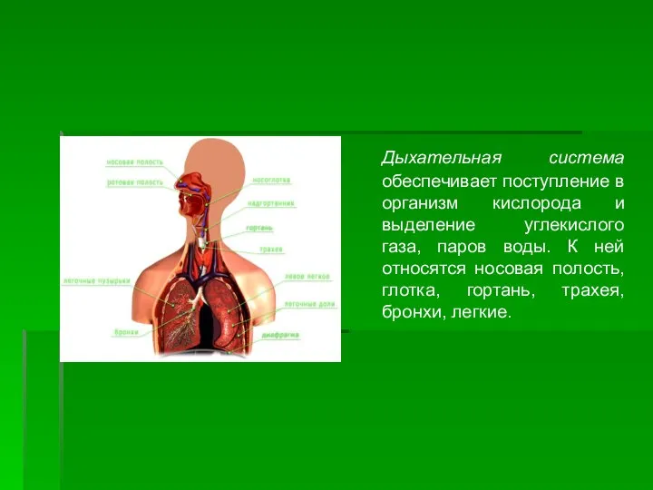 Дыхательная система обеспечивает поступление в организм кислорода и выделение углекислого газа, паров