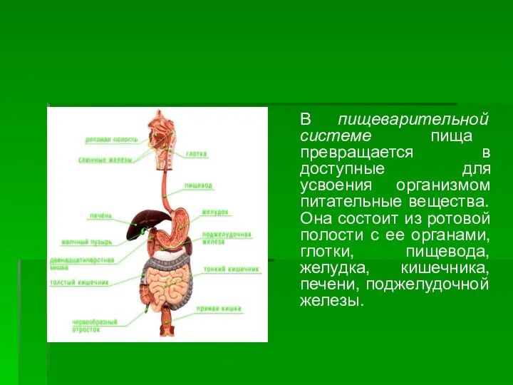 В пищеварительной системе пища превращается в доступные для усвоения организмом питательные вещества.