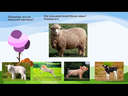 Посмотри, кто на большой картинке? Как называется детёныш овцы? Покажи его.