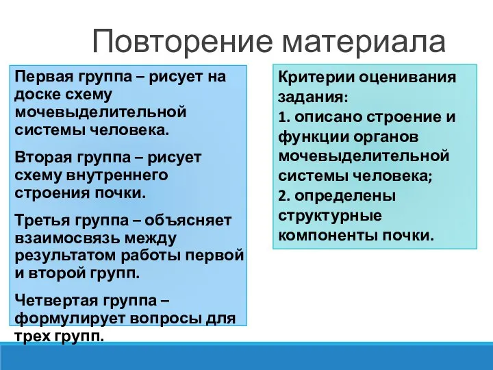 Повторение материала Первая группа – рисует на доске схему мочевыделительной системы человека.