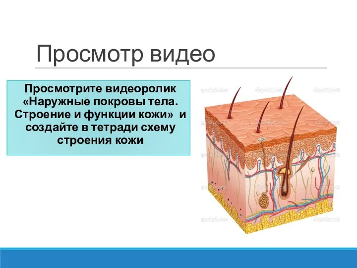 Просмотр видео Просмотрите видеоролик «Наружные покровы тела. Строение и функции кожи» и