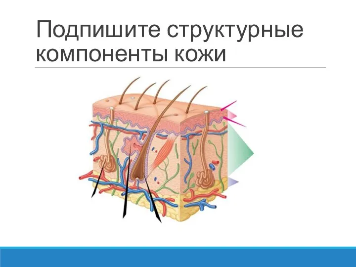 Подпишите структурные компоненты кожи