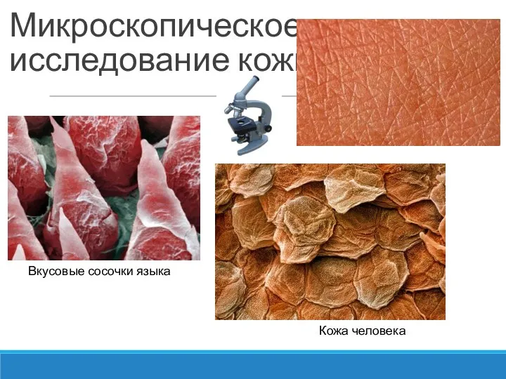 Микроскопическое исследование кожи Вкусовые сосочки языка Кожа человека
