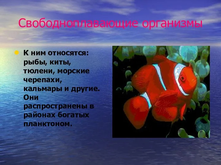 Свободноплавающие организмы К ним относятся: рыбы, киты, тюлени, морские черепахи, кальмары и