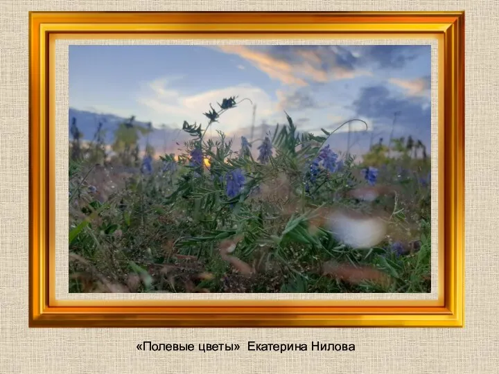 «Полевые цветы» Екатерина Нилова