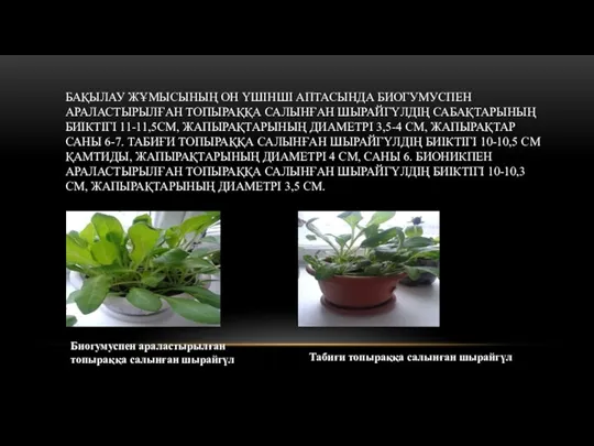 БАҚЫЛАУ ЖҰМЫСЫНЫҢ ОН ҮШІНШІ АПТАСЫНДА БИОГУМУСПЕН АРАЛАСТЫРЫЛҒАН ТОПЫРАҚҚА САЛЫНҒАН ШЫРАЙГҮЛДІҢ САБАҚТАРЫНЫҢ БИІКТІГІ