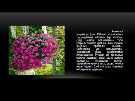 Phlox nivalis ( флокс) Ампельді шырайгүл (лат. Petunia) – шырайгүл тұқымдасына жататын