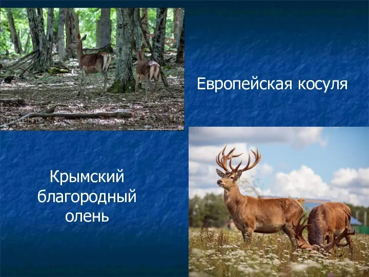 Европейская косуля Крымский благородный олень