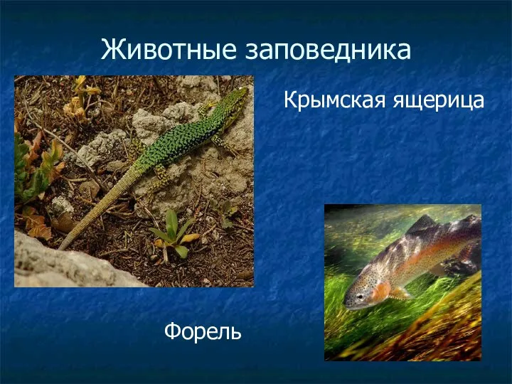 Животные заповедника Крымская ящерица Форель
