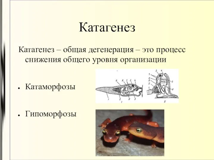 Катагенез Катагенез – общая дегенерация – это процесс снижения общего уровня организации Катаморфозы Гипоморфозы