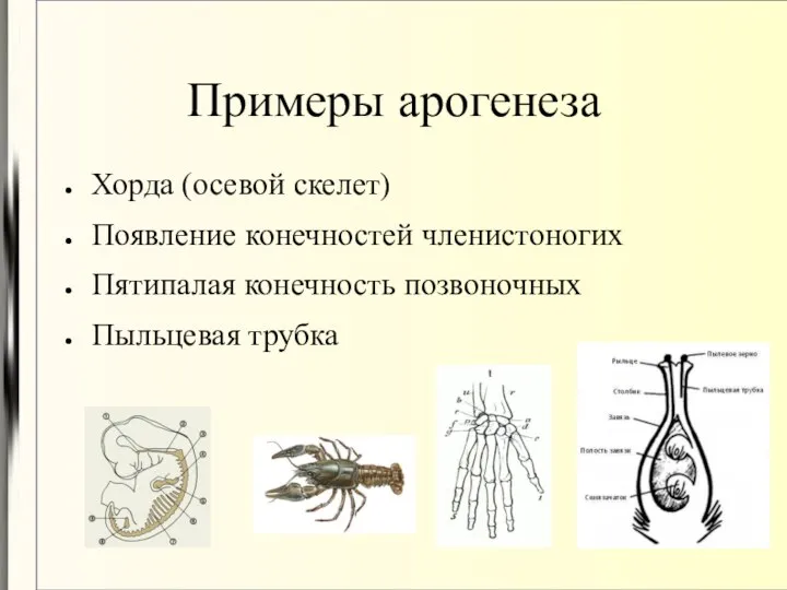 Примеры арогенеза Хорда (осевой скелет) Появление конечностей членистоногих Пятипалая конечность позвоночных Пыльцевая трубка