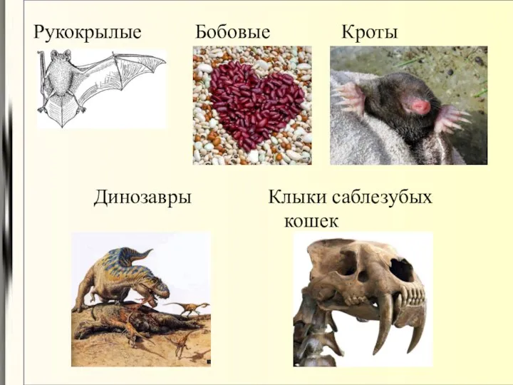 Рукокрылые Бобовые Кроты Клыки саблезубых кошек Динозавры