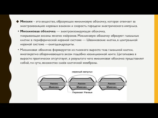 Миелин – это вещество, образующее миелиновую оболочку, которая отвечает за электроизоляцию нервных