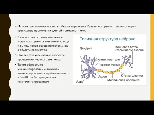 Миелин прерывается только в области перехватов Ранвье, которые встречаются через правильные промежутки