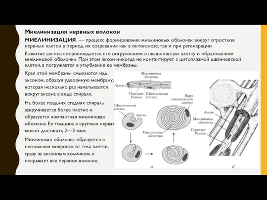 Миелинизация нервных волокон МИЕЛИНИЗАЦИЯ — процесс формирования миелиновых оболочек вокруг отростков нервных