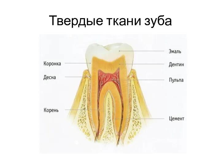 Твердые ткани зуба