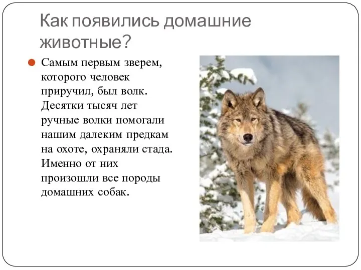 Как появились домашние животные? Самым первым зверем, которого человек приручил, был волк.