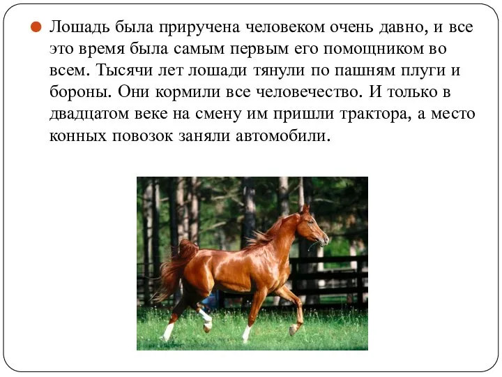 Лошадь была приручена человеком очень давно, и все это время была самым