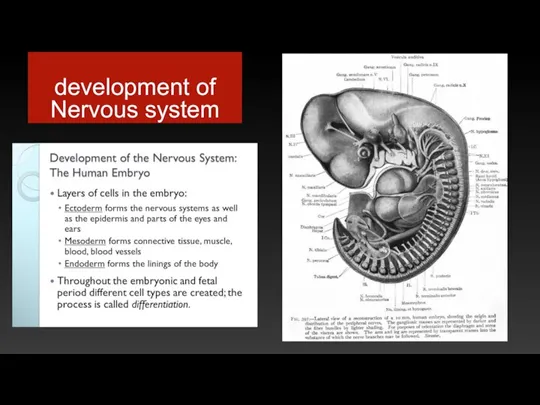 development of Nervous system