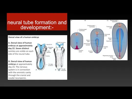 neural tube formation and development:-