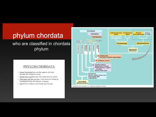 phylum chordata who are classified in chordata phylum