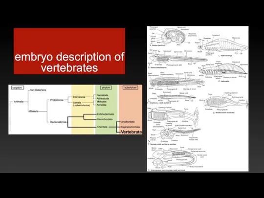 embryo description of vertebrates