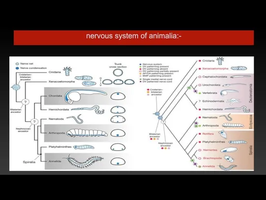 nervous system of animalia:-