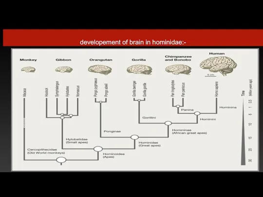 developement of brain in hominidae:-