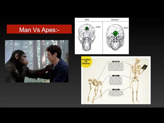 Man Vs Apes:-