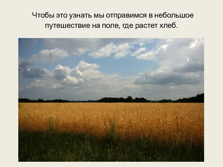 Чтобы это узнать мы отправимся в небольшое путешествие на поле, где растет хлеб.