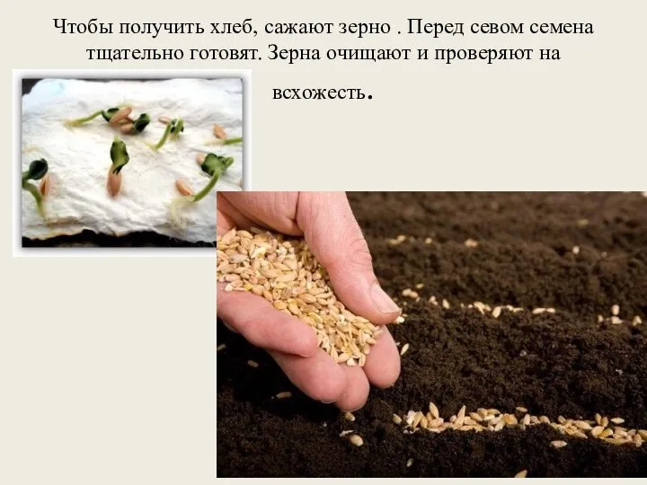 Чтобы получить хлеб, сажают зерно . Перед севом семена тщательно готовят. Зерна