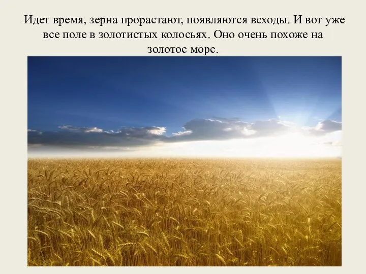 Идет время, зерна прорастают, появляются всходы. И вот уже все поле в