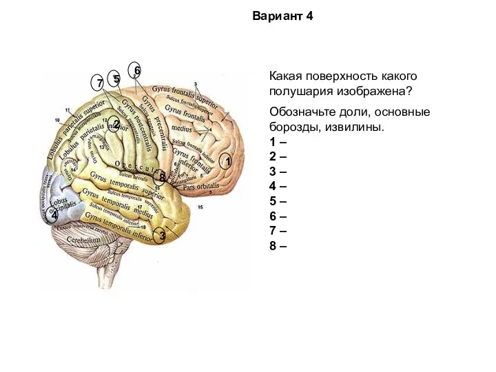 Какая поверхность какого полушария изображена? Обозначьте доли, основные борозды, извилины. 1 –