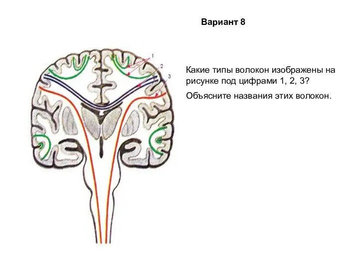 Какие типы волокон изображены на рисунке под цифрами 1, 2, 3? Объясните