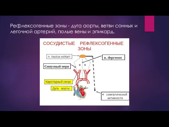 Рефлексогенные зоны - дуга аорты, ветви сонных и легочной артерий, полые вены и эпикард.